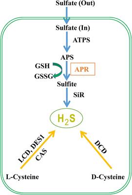 Central Role of Adenosine 5′-Phosphosulfate Reductase in the Control of Plant Hydrogen Sulfide Metabolism